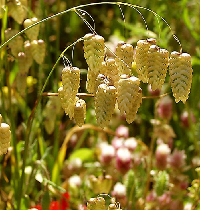 Briza maxima - Grama Chocalho, Grama Abelhinha, Grama Pérola, Quaker Grass - Imagem 3