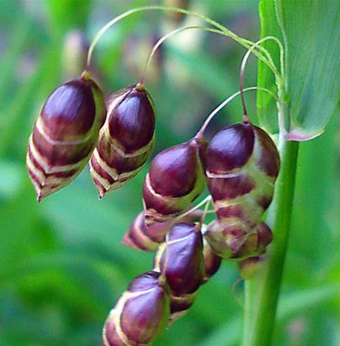 Briza maxima - Grama Chocalho, Grama Abelhinha, Grama Pérola, Quaker Grass - Imagem 4