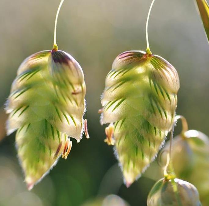 Briza maxima - Grama Chocalho, Grama Abelhinha, Grama Pérola, Quaker Grass - Imagem 5