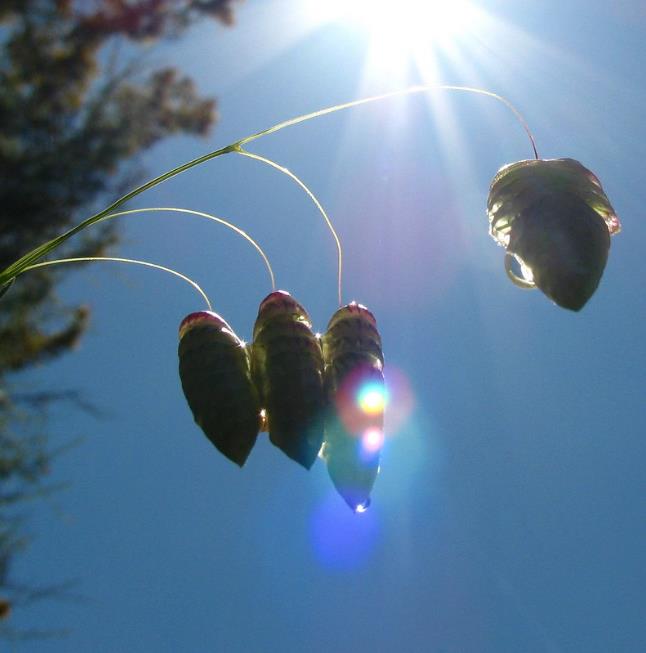 Briza maxima - Grama Chocalho, Grama Abelhinha, Grama Pérola, Quaker Grass - Imagem 6