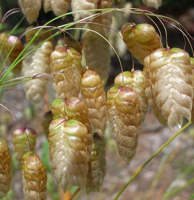 Briza maxima - Grama Chocalho, Grama Abelhinha, Grama Pérola, Quaker Grass - Imagem 7