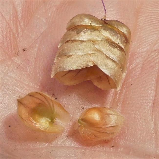 Briza maxima - Grama Chocalho, Grama Abelhinha, Grama Pérola, Quaker Grass - Imagem 8