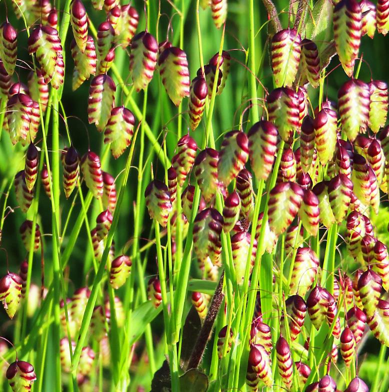 Briza maxima - Grama Chocalho, Grama Abelhinha, Grama Pérola, Quaker Grass - Imagem 9