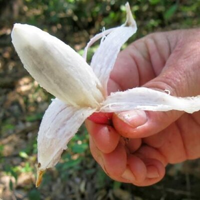 Bromelia karatas - Bromélia saborosa Pinuela, Piñuelas, Bromélia de Plumier