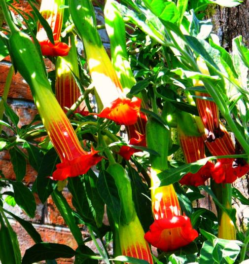Brugmansia Sanguinea - Brugmansia vermelha, árvore datura vermelha, árvore trombeta de anjo - Imagem 3