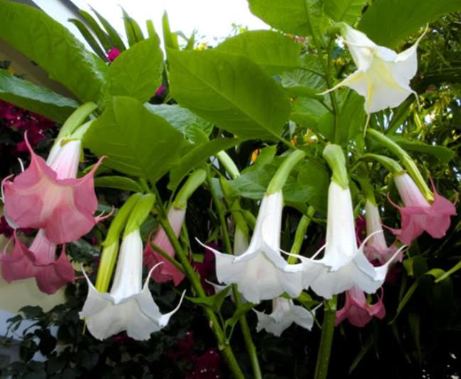 Brugmansia suaveolens var. Rosa - Brugmansia rosa, Árvore Datura Floração rosa, Árvore Trombeta de Anjo rosa - Imagem 5