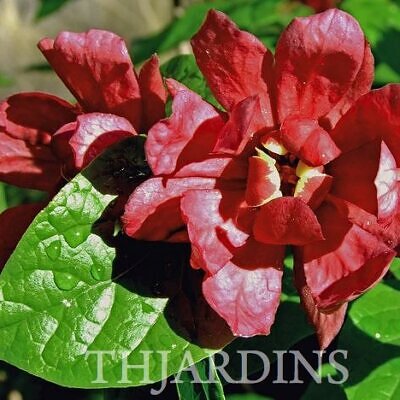 Calycanthus floridus - Carolina Pimenta da Jamaica, Arbusto Abacaxi, Arbusto Morango, Arbusto Doce