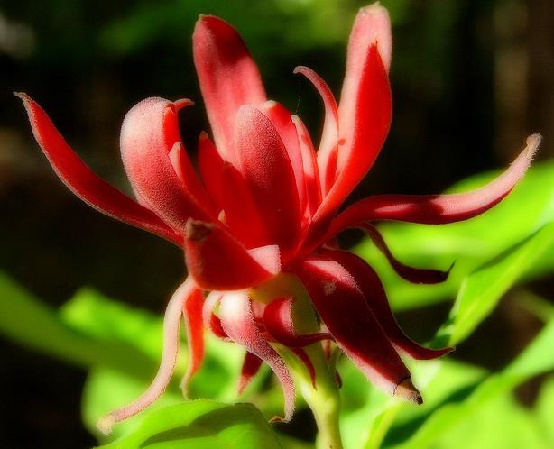 Calycanthus floridus - Carolina Pimenta da Jamaica, Arbusto Abacaxi, Arbusto Morango, Arbusto Doce - Imagem 2