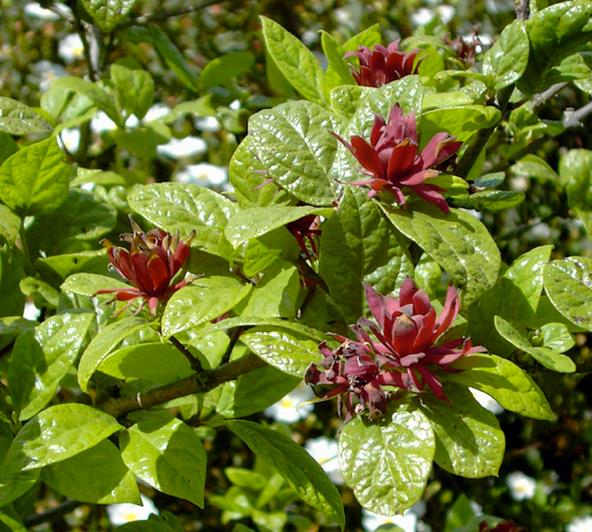 Calycanthus floridus - Carolina Pimenta da Jamaica, Arbusto Abacaxi, Arbusto Morango, Arbusto Doce - Imagem 3