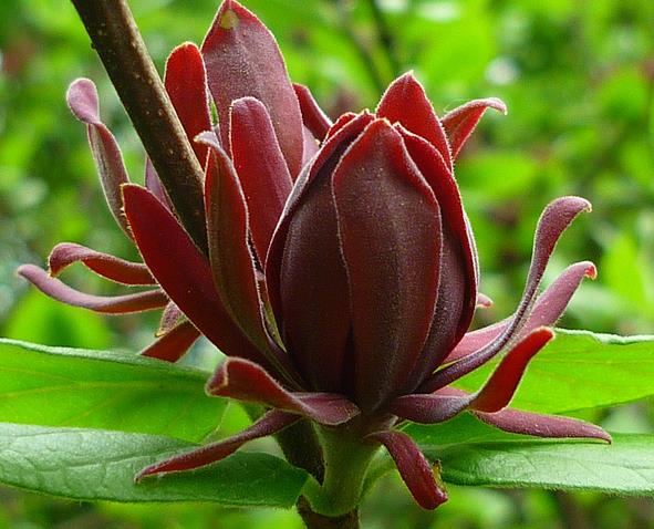 Calycanthus floridus - Carolina Pimenta da Jamaica, Arbusto Abacaxi, Arbusto Morango, Arbusto Doce - Imagem 4