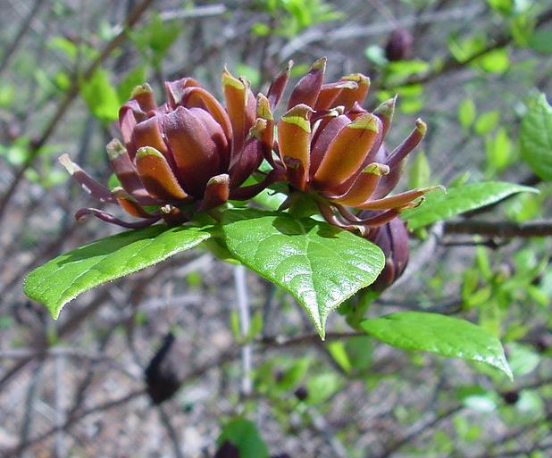 Calycanthus floridus - Carolina Pimenta da Jamaica, Arbusto Abacaxi, Arbusto Morango, Arbusto Doce - Imagem 5