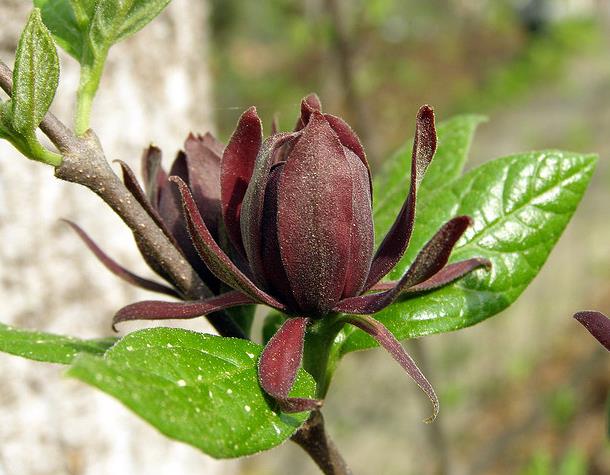 Calycanthus floridus - Carolina Pimenta da Jamaica, Arbusto Abacaxi, Arbusto Morango, Arbusto Doce - Imagem 6
