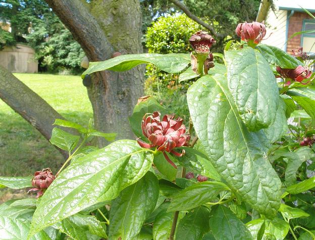 Calycanthus floridus - Carolina Pimenta da Jamaica, Arbusto Abacaxi, Arbusto Morango, Arbusto Doce - Imagem 7