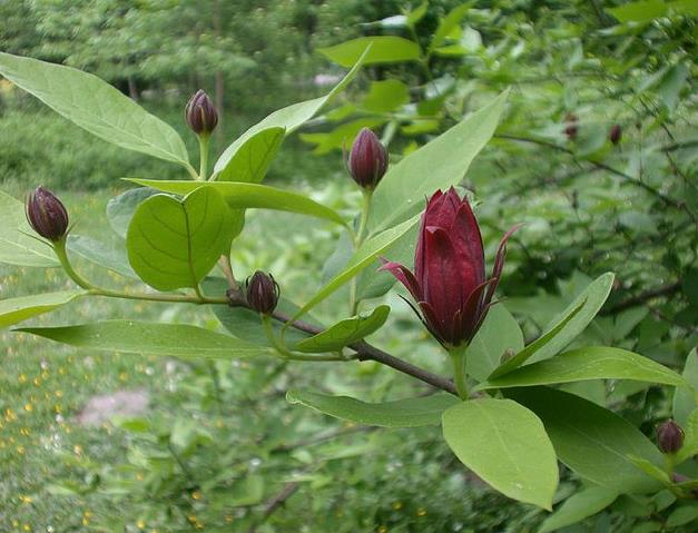 Calycanthus floridus - Carolina Pimenta da Jamaica, Arbusto Abacaxi, Arbusto Morango, Arbusto Doce - Imagem 8