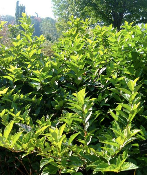 Calycanthus floridus - Carolina Pimenta da Jamaica, Arbusto Abacaxi, Arbusto Morango, Arbusto Doce - Imagem 9