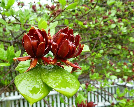 Calycanthus floridus - Carolina Pimenta da Jamaica, Arbusto Abacaxi, Arbusto Morango, Arbusto Doce - Imagem 12
