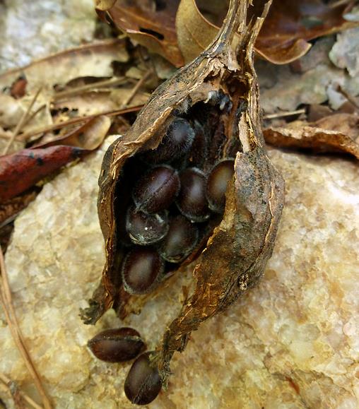 Calycanthus floridus - Carolina Pimenta da Jamaica, Arbusto Abacaxi, Arbusto Morango, Arbusto Doce - Imagem 13
