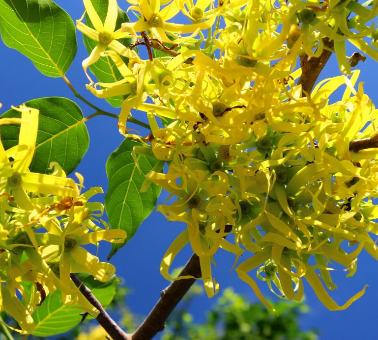 Cananga odorata - Ylang Ylang, Rainha dos Perfumes, Árvore Perfume, Flor das Flores - Imagem 2