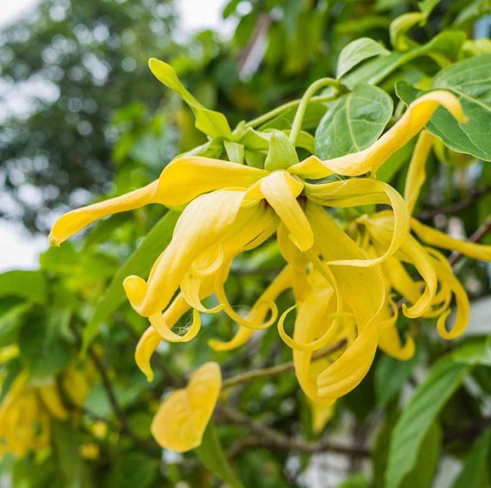 Cananga odorata - Ylang Ylang, Rainha dos Perfumes, Árvore Perfume, Flor das Flores - Imagem 3