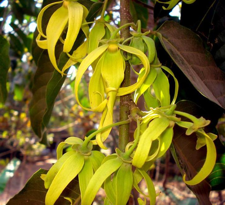 Cananga odorata - Ylang Ylang, Rainha dos Perfumes, Árvore Perfume, Flor das Flores - Imagem 4