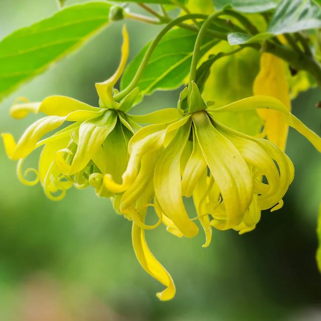 Cananga odorata - Ylang Ylang, Rainha dos Perfumes, Árvore Perfume, Flor das Flores - Imagem 5