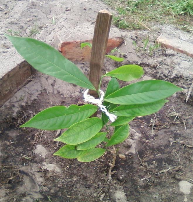 Cananga odorata - Ylang Ylang, Rainha dos Perfumes, Árvore Perfume, Flor das Flores - Imagem 6