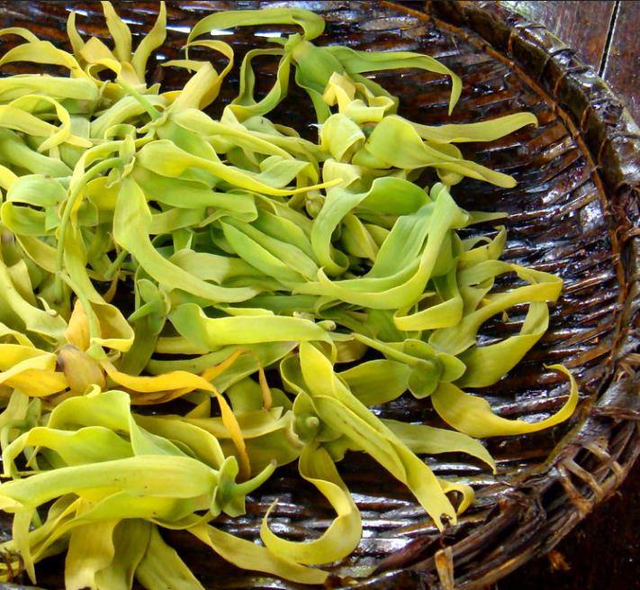 Cananga odorata - Ylang Ylang, Rainha dos Perfumes, Árvore Perfume, Flor das Flores - Imagem 8