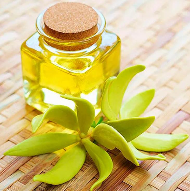 Cananga odorata - Ylang Ylang, Rainha dos Perfumes, Árvore Perfume, Flor das Flores - Imagem 9