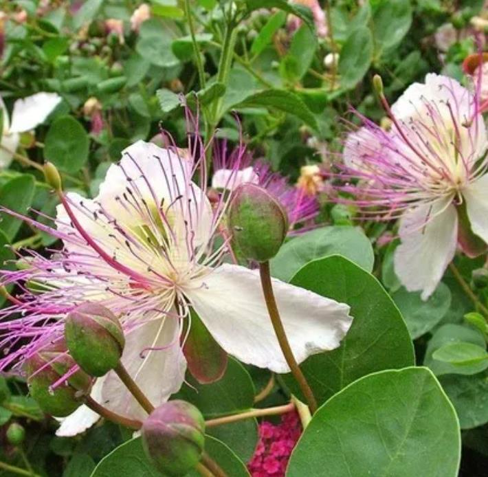 Capparis Spinosa Var. Inermis - Alcaparra, Alcaparras - As verdadeiras alcaparras - Imagem 2