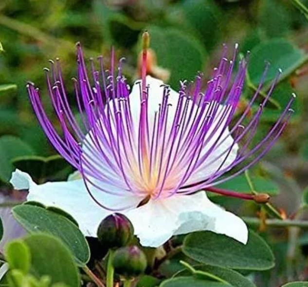 Capparis Spinosa Var. Inermis - Alcaparra, Alcaparras - As verdadeiras alcaparras - Imagem 3