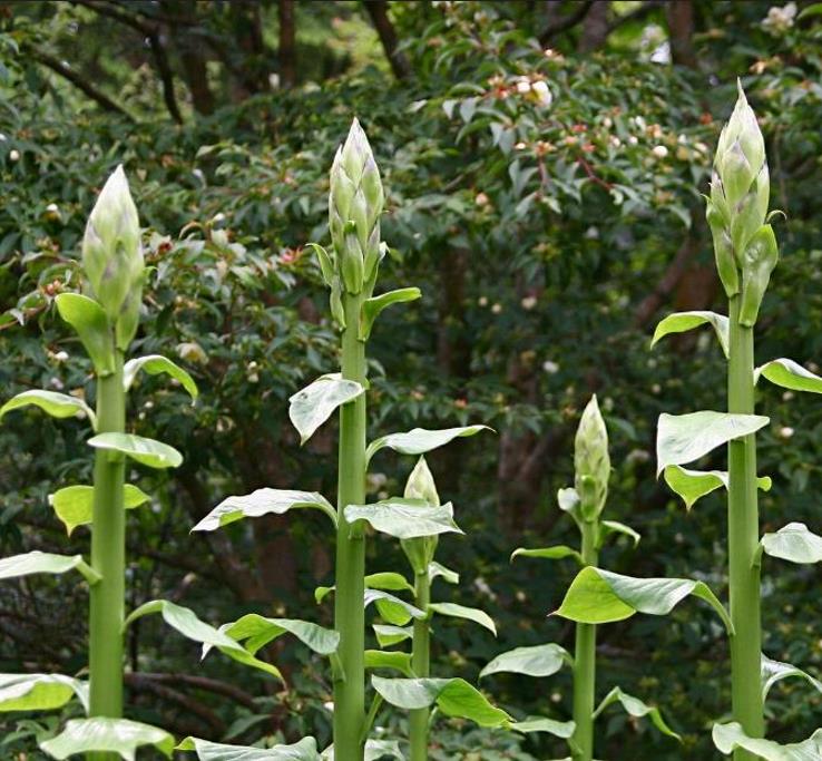Cardiocrinum giganteum - Lírio Gigante do Himalaia, Lírio Gigante, Cardiocrino Gigante - Imagem 7