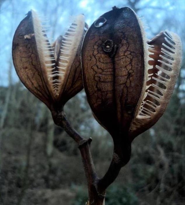Cardiocrinum giganteum - Lírio Gigante do Himalaia, Lírio Gigante, Cardiocrino Gigante - Imagem 10