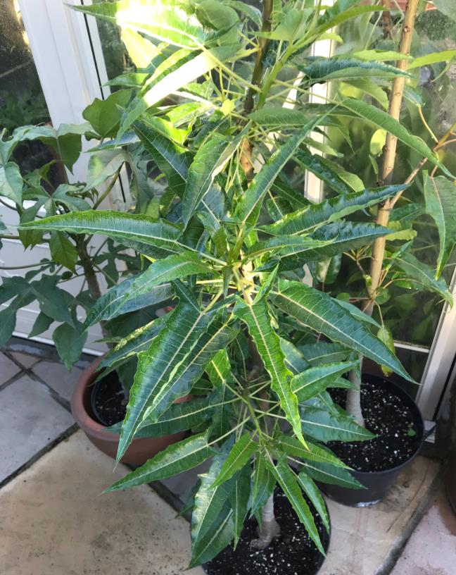 Carica lanceolata - Mamão Papaya Pingo de Mel, Papaya da Bolívia, Mamão Papaia Folha de Lança - Imagem 2