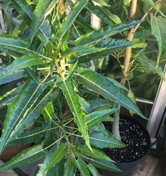 Carica lanceolata - Mamão Papaya Pingo de Mel, Papaya da Bolívia, Mamão Papaia Folha de Lança - Imagem 3