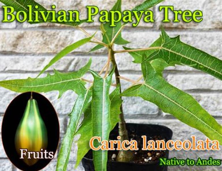 Carica lanceolata - Mamão Papaya Pingo de Mel, Papaya da Bolívia, Mamão Papaia Folha de Lança - Imagem 4