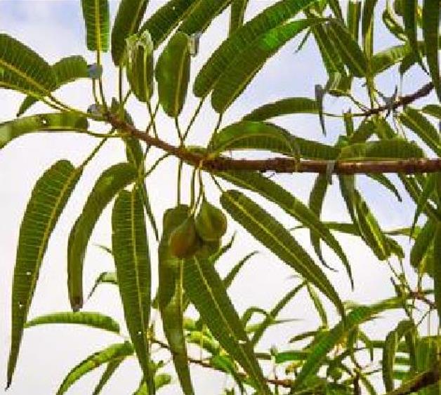 Carica lanceolata - Mamão Papaya Pingo de Mel, Papaya da Bolívia, Mamão Papaia Folha de Lança - Imagem 5