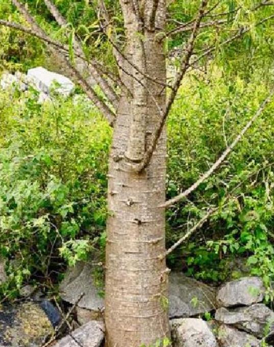 Carica lanceolata - Mamão Papaya Pingo de Mel, Papaya da Bolívia, Mamão Papaia Folha de Lança - Imagem 6