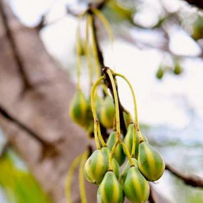 Carica lanceolata - Mamão Papaya Pingo de Mel, Papaya da Bolívia, Mamão Papaia Folha de Lança - Imagem 7