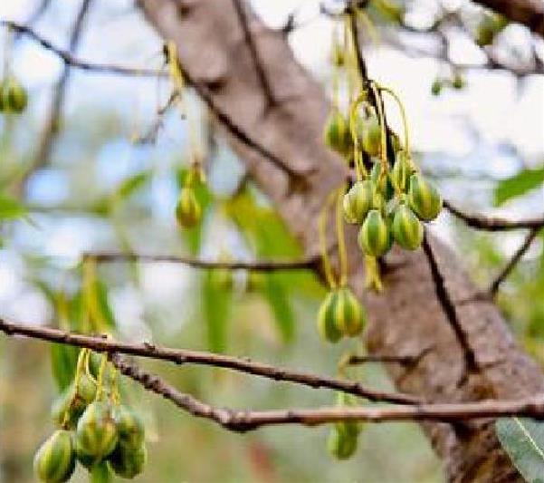 Carica lanceolata - Mamão Papaya Pingo de Mel, Papaya da Bolívia, Mamão Papaia Folha de Lança - Imagem 8