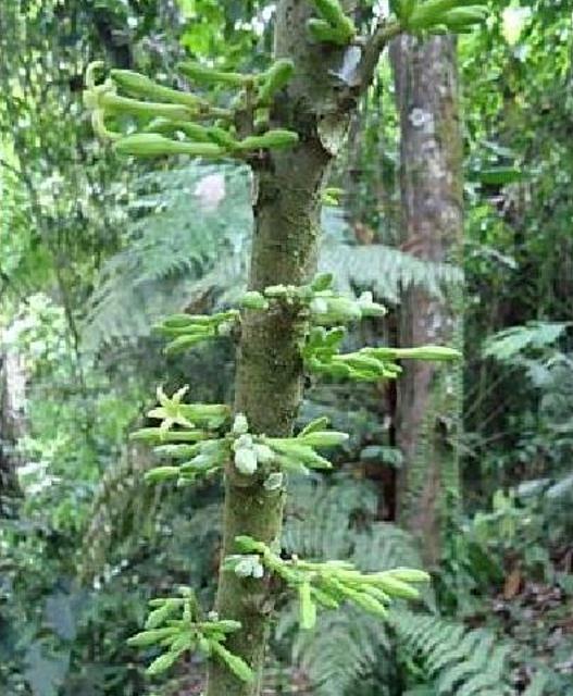 Carica microcarpa ssp. Baccata (Vasconcellea microcarpa) - Mamão Papaia Microcarpa, Papaia Figo, Mamão Figo - Imagem 2