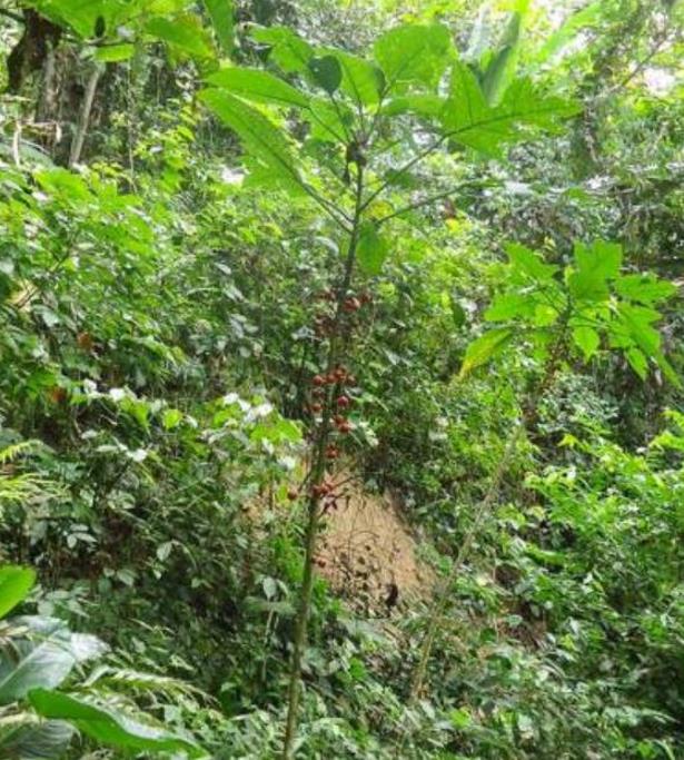 Carica microcarpa ssp. Baccata (Vasconcellea microcarpa) - Mamão Papaia Microcarpa, Papaia Figo, Mamão Figo - Imagem 6
