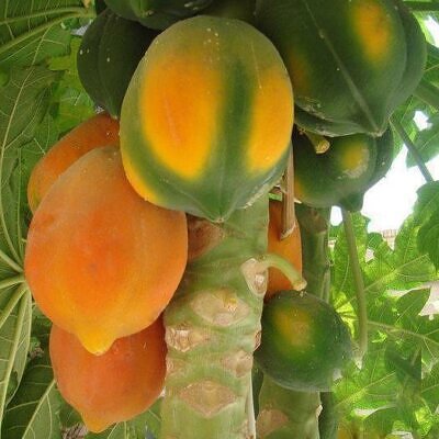 Carica papaya 'Coorg Honey Dew' - Papaya Honey Dew, Papaia Orvalho de mel, Mamão papaia Orvalho de mel