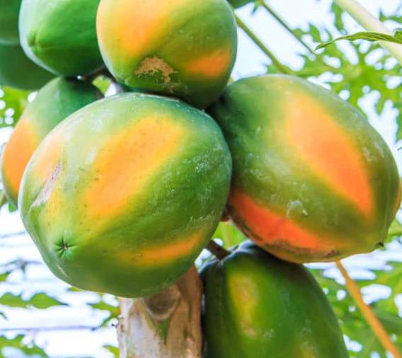 Carica papaya 'Coorg Honey Dew' - Papaya Honey Dew, Papaia Orvalho de mel, Mamão papaia Orvalho de mel - Imagem 4