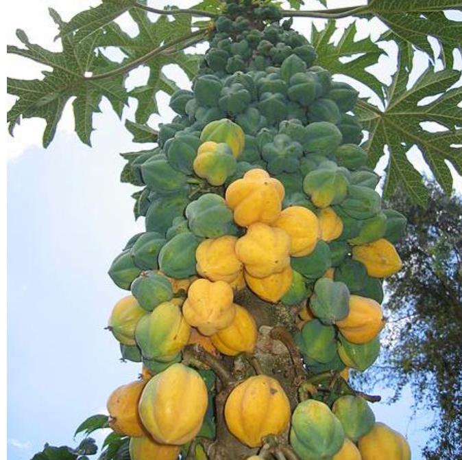 Carica pubescens Cundinamarca (Vasconcellea cundinamarcensis) - Mamão Papaia da Montanha, Mamão Papaia Cundinamarcencis - Imagem 3