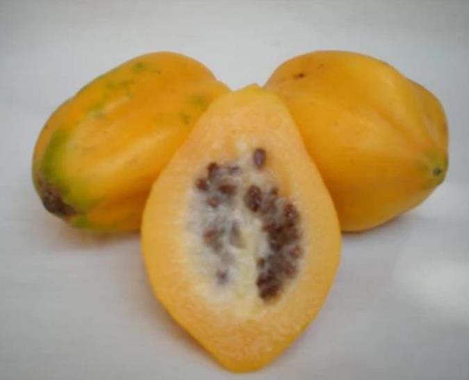 Carica pubescens Cundinamarca (Vasconcellea cundinamarcensis) - Mamão Papaia da Montanha, Mamão Papaia Cundinamarcencis - Imagem 4