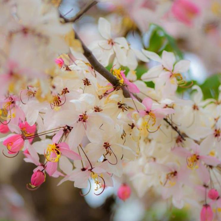 Cassia bakeriana - Cassia Flor de Macieira Anã, Cássia Chuveiro Cor-de-rosa, Árvore dos Desejos - Imagem 7