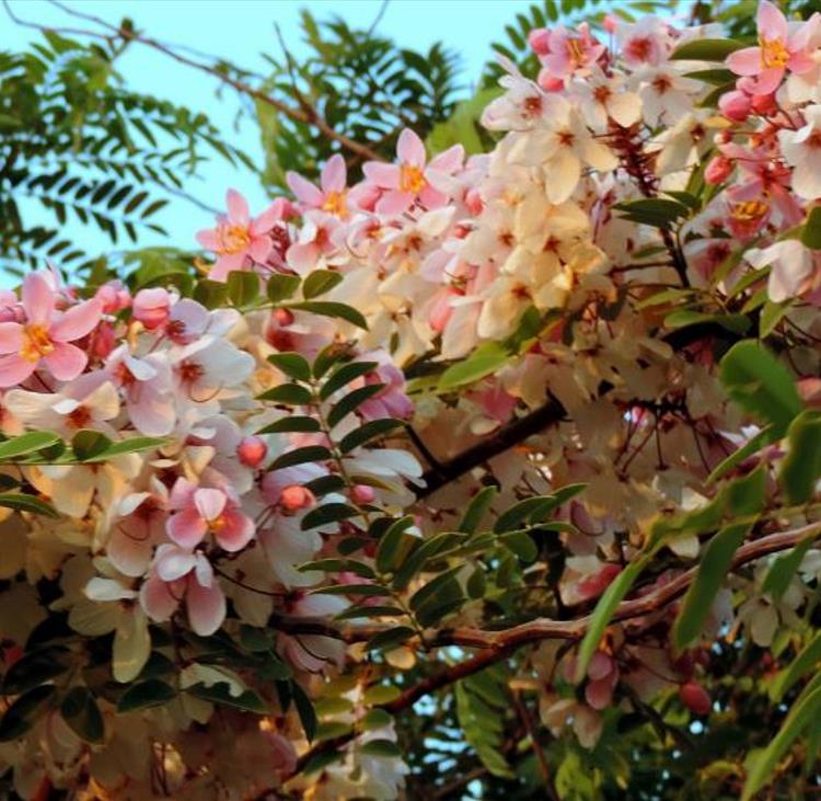 Cassia bakeriana - Cassia Flor de Macieira Anã, Cássia Chuveiro Cor-de-rosa, Árvore dos Desejos - Imagem 8