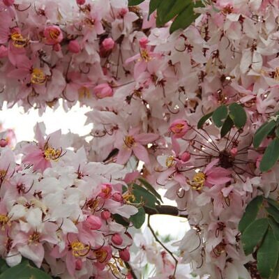 Cassia javanica ssp. Nodosa - Cassia Flor de Maçã, Cassia Rosa, Cassia Javanesa, Cássia Chuveiro de Java