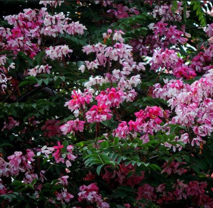 Cassia javanica ssp. Nodosa - Cassia Flor de Maçã, Cassia Rosa, Cassia Javanesa, Cássia Chuveiro de Java - Imagem 7