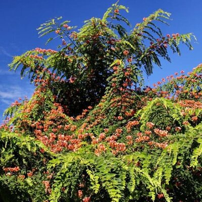 Cassia roxburghii (Cassia marginata) - Cassia vermelha, Árvore chuveiro vermelho, Árvore de Chuva Arco-Íris, Senna do C
